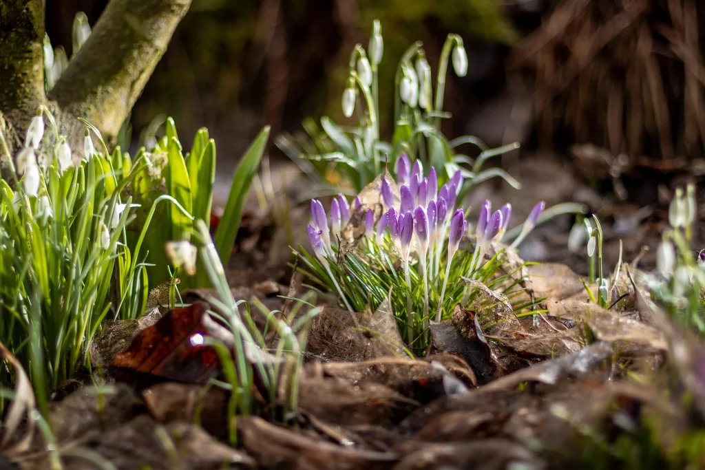 Gartenpflege im Frühling