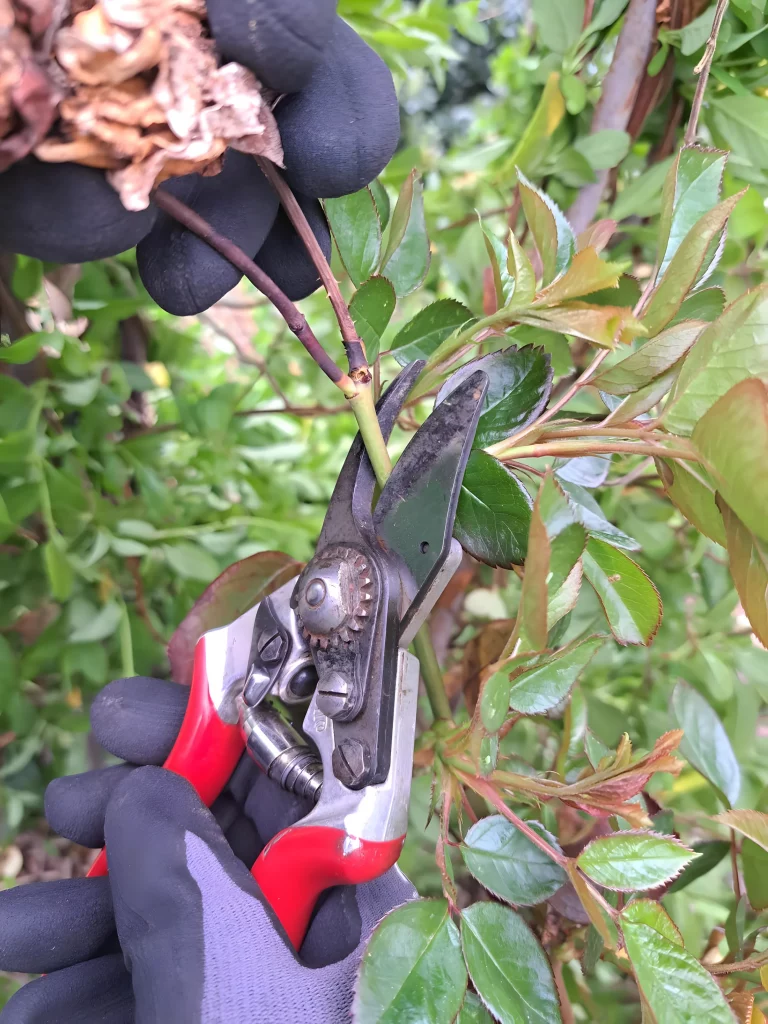 Vortrag im Blumenhaus: Rosen richtig schneiden